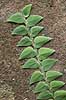 Klatrende plante. Plante klatrer op ad sten i regnskov ved Khao Lak i Thailand  Khao Lak Thailand  Planter Jungle
