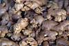 Ingef�r. Ingef�r p� marked i Thailand   Thailand   Krydderi, krydderier, mad, gr�ntsager