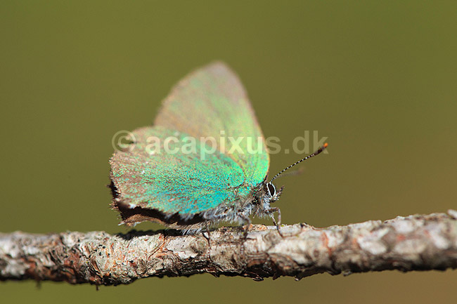 Bromb�rfugl. Bromb�rfugl, Gr�n busksommerfugl; Callophrys rubi; H�kens�sen; Sverige; ; insekter; Bl�fugle, Ildfugle, Lycaenidae, sommerfugle