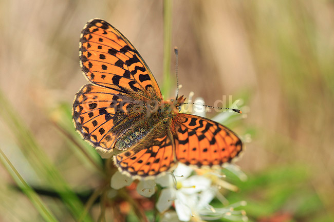 Perlemorsommerfugl. Moseperlemorsommerfugl; Boloria aquilonaris; H�kens�sen; Sverige; ; insekter; Takvinge-familien, Nymphalidae, Sommerfugle, Lepidoptera