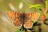 Pletvinge. Brun pletvinge sommerfugl Mellicta athalia H�kens�sen Sverige  insekter Takvinge-familien, Nymphalidae, Sommerfugle, Lepidoptera
