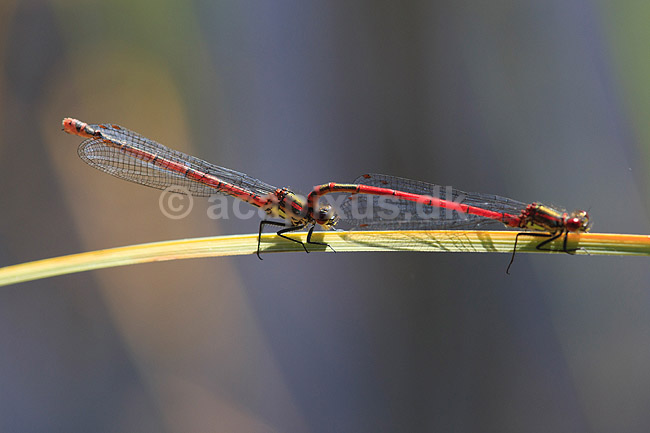 Vandnymfer. R�de vandnymfer der parrer sig; Pyrrhosoma nymphula; H�kens�sen; Sverige; ; insekter; Parring, Vandnymfer, guldsmed, guldsmede