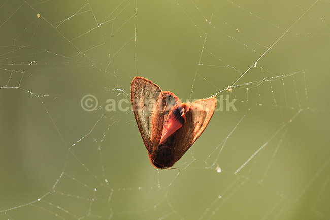 K�llesv�rmer. K�llesv�rmer fanget i edderkoppespind; ; H�kens�sen; Sverige; ; insekter; 