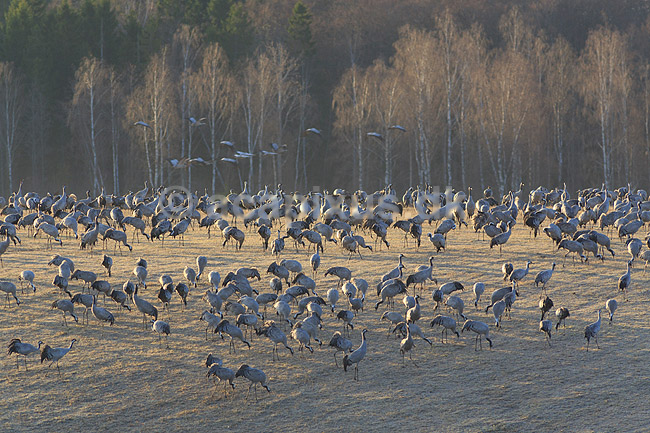 Traner. Traner ved dansepladsen ved Hornborga S�en i morgenskumringen; Grus grus; Hornborga s�en / Hornborgasj�n; Sverige; ; fugle; Tranefugle, Gruidae, Trane