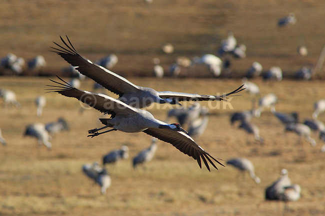 Traner. Traner flyver over dansepladsen ved Hornborga S�en; Grus grus, Gruidae; Hornborga s�en / Hornborgasj�n; Sverige; ; fugle; Tranefugle, Gruidae, Trane