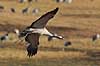 Trane. Trane flyver over dansepladsen ved Hornborga S�en Grus grus, Gruidae Hornborga s�en / Hornborgasj�n Sverige  fugle Tranefugle, Gruidae, Traner