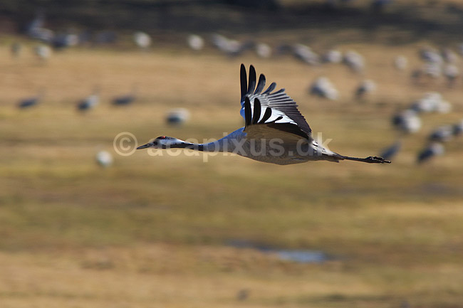 Trane. Trane flyver over dansepladsen ved Hornborga S�en; Grus grus, Gruidae; Hornborga s�en / Hornborgasj�n; Sverige; ; fugle; Tranefugle, Gruidae, Traner
