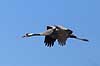 Trane. Trane flyver over dansepladsen ved Hornborga S�en Grus grus, Gruidae Hornborga s�en / Hornborgasj�n Sverige  fugle Tranefugle, Gruidae, Traner