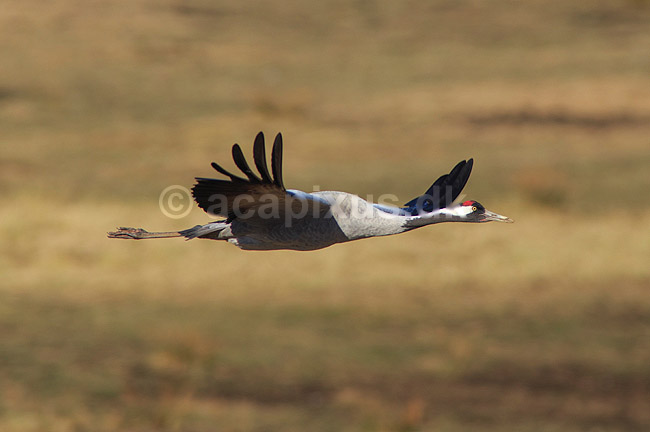 Trane. Trane flyver over dansepladsen ved Hornborga S�en; Grus grus, Gruidae; Hornborga s�en / Hornborgasj�n; Sverige; ; fugle; Tranefugle, Gruidae, Traner