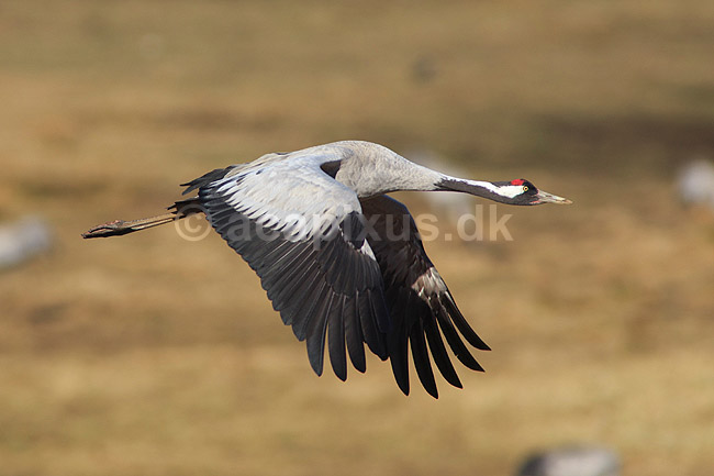 Trane. Trane flyver over dansepladsen ved Hornborga S�en; Grus grus, Gruidae; Hornborga s�en / Hornborgasj�n; Sverige; ; fugle; Tranefugle, Gruidae, Traner