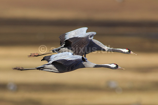 Traner. Traner flyver over dansepladsen ved Hornborga S�en; Grus grus, Gruidae; Hornborga s�en / Hornborgasj�n; Sverige; ; fugle; Tranefugle, Gruidae, Trane