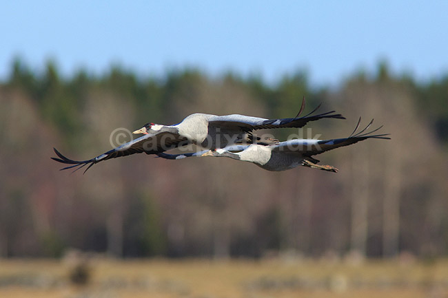 Traner. Traner flyver over dansepladsen ved Hornborga S�en; Grus grus, Gruidae; Hornborga s�en / Hornborgasj�n; Sverige; ; fugle; Tranefugle, Gruidae, Trane