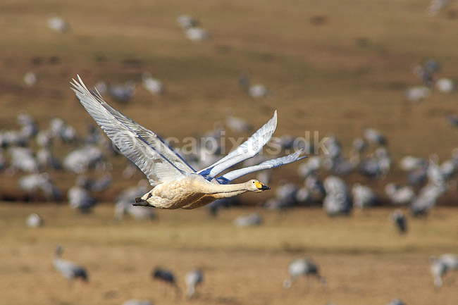 Sangsvane. Sangsvaner flyver over engen ved Hornborgasj�n; Cygnus cygnus; Hornborga s�en / Hornborgasj�n; Sverige; ; fugle; Egentlige andefugle, Anatidae, Anseriformes, svaner, flyvning, fugleflugt
