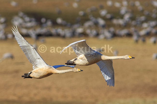 Sangsvane. Sangsvaner flyver over engen ved Hornborgasj�n; Cygnus cygnus; Hornborga s�en / Hornborgasj�n; Sverige; ; fugle; Egentlige andefugle, Anatidae, Anseriformes, svaner, flyvning, fugleflugt