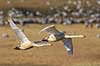 Sangsvane. Sangsvaner flyver over engen ved Hornborgasj�n Cygnus cygnus Hornborga s�en / Hornborgasj�n Sverige  fugle Egentlige andefugle, Anatidae, Anseriformes, svaner, flyvning, fugleflugt