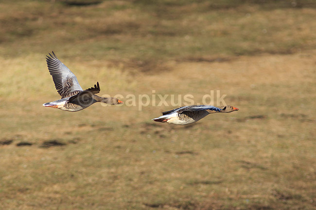 Gr�g�s. Gr�g�s flyver over engen ved Hornborgasj�n; Anser anser; Hornborga s�en / Hornborgasj�n; Sverige; ; fugle; Egentlige andefugle, Anatidae, Anseriformes, g�s, g�s, gr�g�s, flyvning, fugleflugt