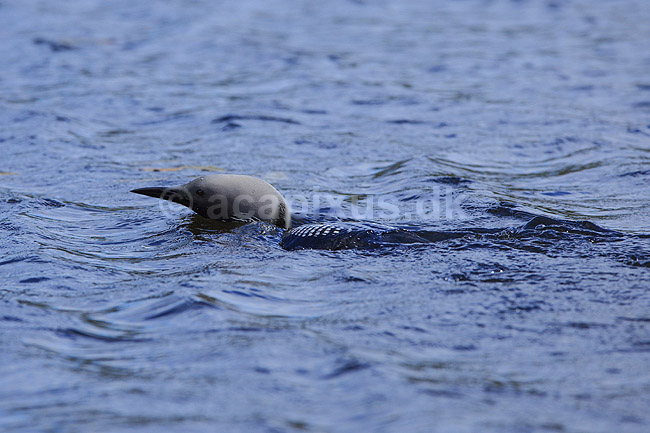 Sortstrubet lom. Sortstrubet lom p� vandet; Gavia arctica; H�kens�sen; Sverige; ; fugle; Lommer, Gaviidae, Gaviiformes