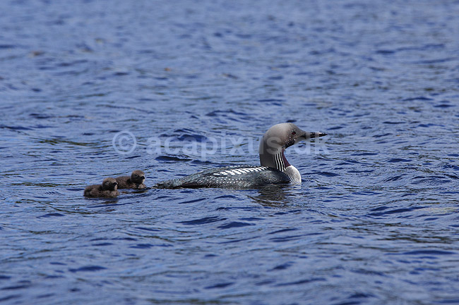 Sortstrubet lom. Sortstrubet lom med unger p� vandet; Gavia arctica; H�kens�sen; Sverige; ; fugle; Lommer, Gaviidae, Gaviiformes