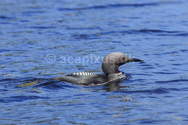 Sortstrubet lom. Sortstrubet lom p� vandet; Gavia arctica; H�kens�sen; Sverige; ; fugle; Lommer, Gaviidae, Gaviiformes