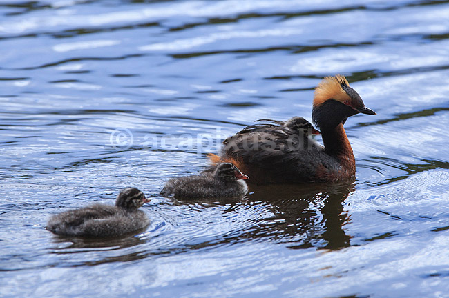 Nordisk Lappedykker. Nordisk Lappedykker hun med unger; Podiceps auritus; H�kens�sen; Sverige; ; fugle; Lappedykkere, Podicipedidae, Podicipediformes