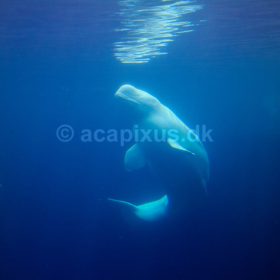 Hvidhval. Hvidhval i Seaworld i San Diego; Delphinapterus leucas; Seaworld / San Diego; USA; ; pattedyr; Sea World, hvaler, Hvidhvaler
