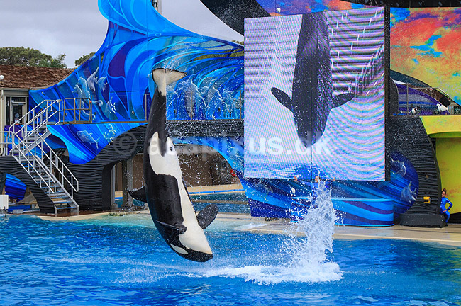 Sp�khugger. Sp�khugger i Seaworld i San Diego; Orcinus orca; Seaworld / San Diego; USA; ; pattedyr; Sea World, hvaler, sp�khuggere, dr�berhval, dr�berhvaler, tandhval, tandhvaler, dyreopvisning, opvisning med dyr, turister, turisme, dompt�r, Cetacea