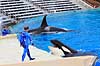 Sp�khugger. Sp�khugger i Seaworld i San Diego Orcinus orca Seaworld / San Diego USA  pattedyr Sea World, hvaler, sp�khuggere, dr�berhval, dr�berhvaler, tandhval, tandhvaler, dyreopvisning, opvisning med dyr, turister, turisme, dompt�r, Cetacea