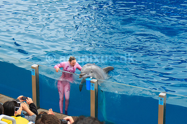 Delfin. Delfiner viser kunster ved delfinshow i Seaworld i San Diego; Delphinus delphis; Seaworld / San Diego; USA; ; pattedyr; Sea World, Dolphinarium, delfinarium, delfin, delfiner, dyreopvisning, opvisning med dyr, turister, turisme, dompt�r, Hvaler, Cetacea