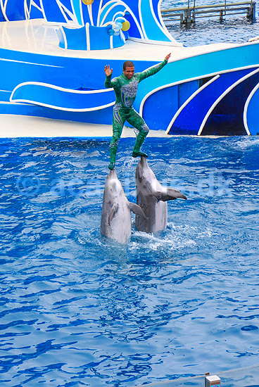 Delfin. Delfiner viser kunster ved delfinshow i Seaworld i San Diego; Delphinus delphis; Seaworld / San Diego; USA; ; pattedyr; Sea World, Dolphinarium, delfinarium, delfin, delfiner, dyreopvisning, opvisning med dyr, turister, turisme, dompt�r, Hvaler, Cetacea