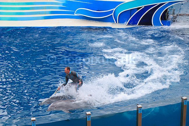 Delfin. Delfiner viser kunster ved delfinshow i Seaworld i San Diego; Delphinus delphis; Seaworld / San Diego; USA; ; pattedyr; Sea World, Dolphinarium, delfinarium, delfin, delfiner, dyreopvisning, opvisning med dyr, turister, turisme, dompt�r, Hvaler, Cetacea