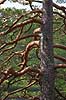 Fyrretr�. Tr�stamme af fyr t�tbesat med grene i skov ved H�kens�sen Pinus H�kens�sen Sverige  planter Fyrreskov, skov, skove