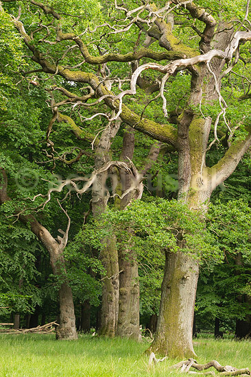 Eg. Forkr�blede egetr�er i Dyrehaven; Quercus robur; J�gersborg Dyrehave; ; ; planter; B�ge-ordenen, Fagales, tr�er, egetr�, egetr�er, eg