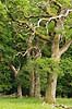 Eg. Forkr�blede egetr�er i Dyrehaven Quercus robur J�gersborg Dyrehave   planter B�ge-ordenen, Fagales, tr�er, egetr�, egetr�er, eg