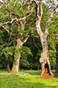 Eg. Forkr�blede egetr�er i Dyrehaven Quercus robur J�gersborg Dyrehave   planter B�ge-ordenen, Fagales, tr�er, egetr�, egetr�er, eg