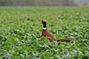 Fasankok. Fasan p� spirende rapsmark med regnv�de blade Phasianus colchicus    fugle Fasanfugle, fasaner, Phasianidae, H�nsefugle, Galliformes, jagt, fasanjagt