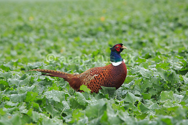Fasankok. Fasan p� spirende rapsmark med regnv�de blade; Phasianus colchicus; ; ; ; fugle; Fasanfugle, fasaner, Phasianidae, H�nsefugle, Galliformes, jagt, fasanjagt