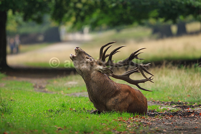Kronhjort. Hvilende og br�lende kronhjort i sit revir under brunstperioden; Cervus elaphus; J�gersborg Dyrehave / Sj�lland; ; ; pattedyr; Hjorte, kronhjorte, Cervidae, Parrett�ede hovdyr, Artiodactyla, Krondyr, Red deer, kronvildt, krondyr, kronhjorte, brunst, hjort