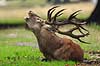 Kronhjort. Hvilende og br�lende kronhjort i sit revir under brunstperioden Cervus elaphus J�gersborg Dyrehave / Sj�lland   pattedyr Hjorte, kronhjorte, Cervidae, Parrett�ede hovdyr, Artiodactyla, Krondyr, Red deer, kronvildt, krondyr, kronhjorte, brunst, hjort