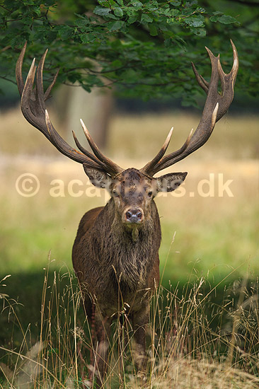 Kronhjort. Kronhjort i sit revir under brunstperioden; Cervus elaphus; J�gersborg Dyrehave / Sj�lland; ; ; pattedyr; Hjorte, kronhjorte, Cervidae, Parrett�ede hovdyr, Artiodactyla, Krondyr, Red deer, kronvildt, krondyr, kronhjorte, brunst, hjort