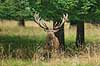 Kronhjort. Kronhjort i sit revir under brunstperioden Cervus elaphus J�gersborg Dyrehave / Sj�lland   pattedyr Hjorte, kronhjorte, Cervidae, Parrett�ede hovdyr, Artiodactyla, Krondyr, Red deer, kronvildt, krondyr, kronhjorte, brunst, hjort