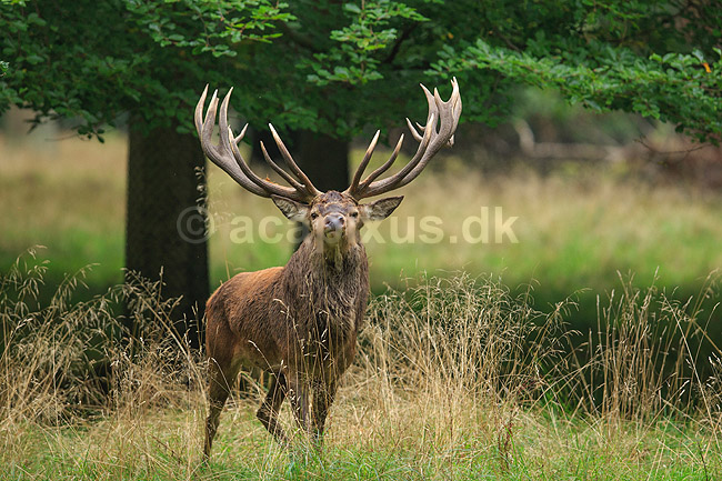 Kronhjort. Kronhjort i sit revir under brunstperioden; Cervus elaphus; J�gersborg Dyrehave / Sj�lland; ; ; pattedyr; Hjorte, kronhjorte, Cervidae, Parrett�ede hovdyr, Artiodactyla, Krondyr, Red deer, kronvildt, krondyr, kronhjorte, brunst, hjort