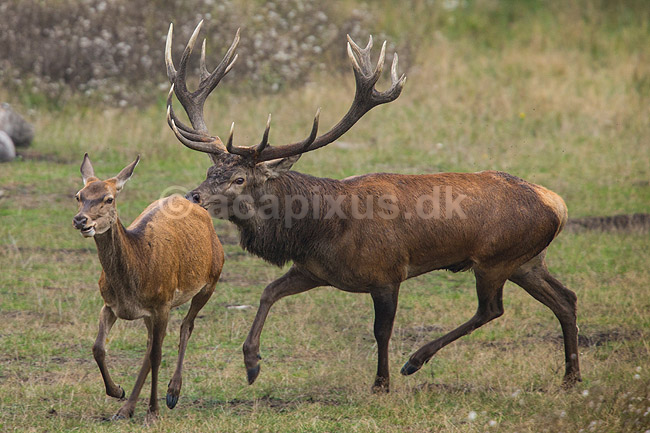Kronhjort. Kronhjort i sit revir under brunstperioden. Hjorten smager p� duftstoffer i luften for at afg�re om hinden er i brunst.; Cervus elaphus; J�gersborg Dyrehave / Sj�lland; ; ; pattedyr; Hjorte, kronhjorte, Cervidae, Parrett�ede hovdyr, Artiodactyla, Krondyr, Red deer, kronvildt, krondyr, kronhjorte, brunst, hjort