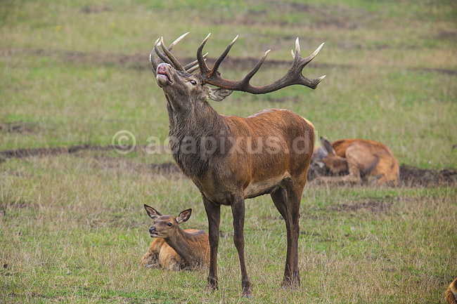 Kronhjort. Kronhjort i sit revir under brunstperioden. Hjorten flemer efter duftstoffer i luften for at afg�re om hinderne er i brunst.; Cervus elaphus; J�gersborg Dyrehave / Sj�lland; ; ; pattedyr; Hjorte, kronhjorte, Cervidae, Parrett�ede hovdyr, Artiodactyla, Krondyr, Red deer, kronvildt, krondyr, kronhjorte, brunst, hjort