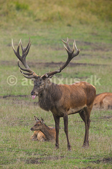 Kronhjort. Kronhjort i sit revir under brunstperioden. Hjorten smager p� duftstoffer i luften for at afg�re om hinderne er i brunst.; Cervus elaphus; J�gersborg Dyrehave / Sj�lland; ; ; pattedyr; Hjorte, kronhjorte, Cervidae, Parrett�ede hovdyr, Artiodactyla, Krondyr, Red deer, kronvildt, krondyr, kronhjorte, brunst, hjort