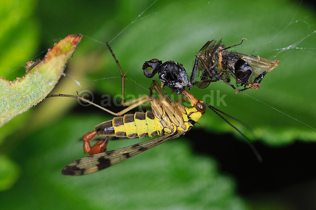 Skorpionsflue. Skorpionsfluehan r�ver flue-kadaver fanget i edderkoppespind; Panorpa communis, Panorpidae; Saltum; ; ; insekter; skorpionsfluer, Mecoptera