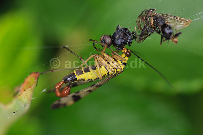 Skorpionsflue. Skorpionsfluehan r�ver flue-kadaver fanget i edderkoppespind; Panorpa communis, Panorpidae; Saltum; ; ; insekter; skorpionsfluer, Mecoptera