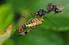 Skorpionsflue. Skorpionsfluehan r�ver flue-kadaver fanget i edderkoppespind Panorpa communis, Panorpidae Saltum   insekter skorpionsfluer, Mecoptera