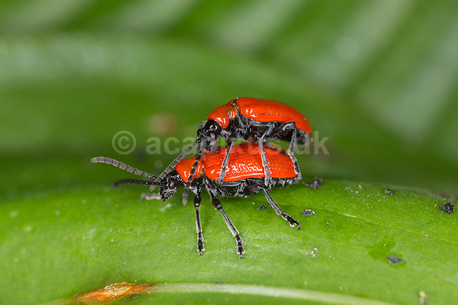 Liljebiller. Liljebiller under parring; Lilioceris lilii, Chrysomelidae; M�l�v; ; ; insekter; parring, sex, reproduktion