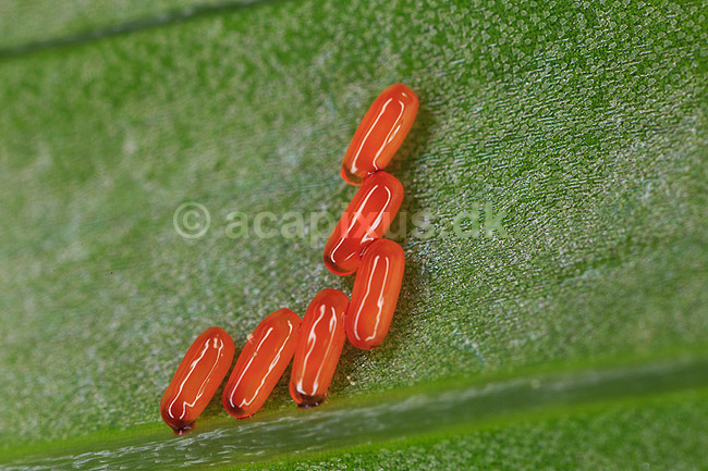 Liljebille�g. �g af liljebiller p� overfladen af blad af kongekrone; Lilioceris lilii, Chrysomelidae; M�l�v; ; ; insekter; parring, sex, reproduktion