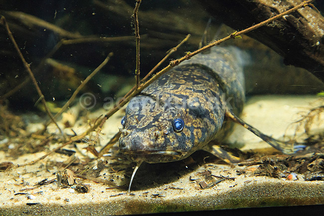 Knude. Ferskvandskvabbe eller Knude; Lota lota; Den Bl� Planet; ; ; Fisk; Gadidae, rovfisk, akvarium
